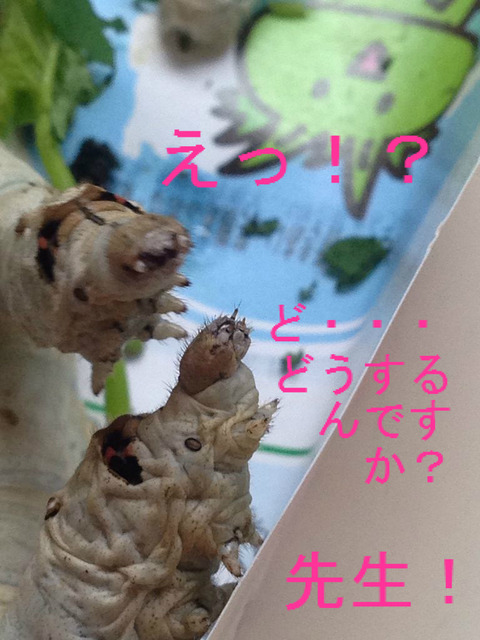 BlogPaint