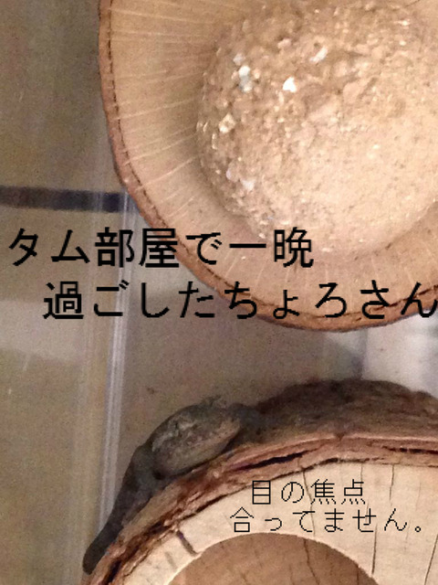 BlogPaint