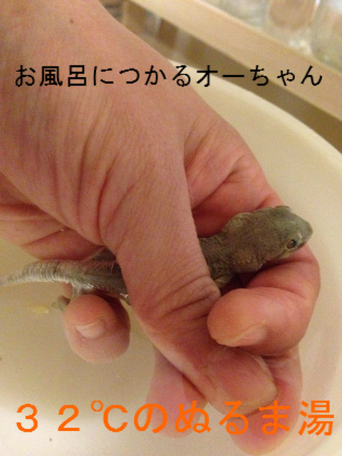 BlogPaint