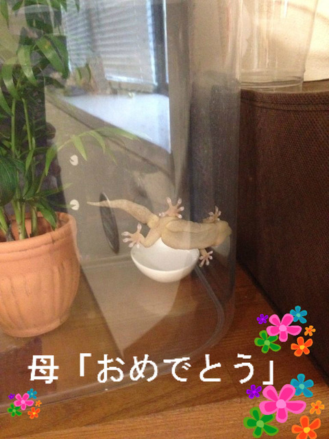 BlogPaint