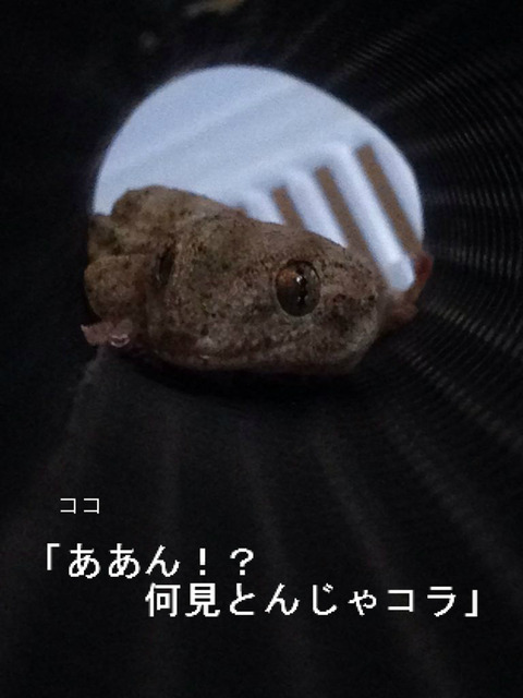 BlogPaint