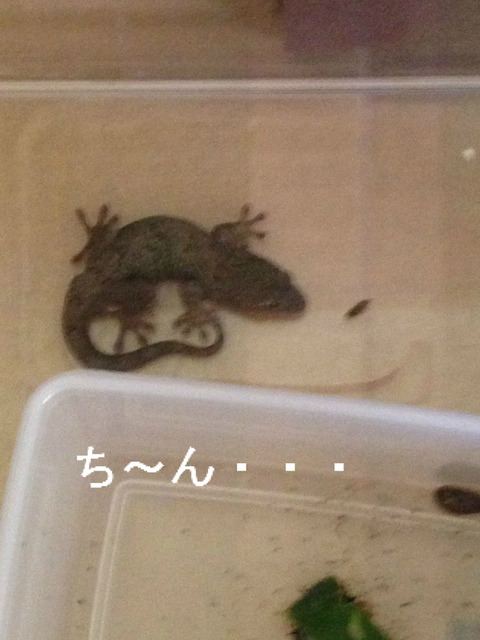 BlogPaint