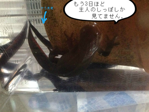 BlogPaint