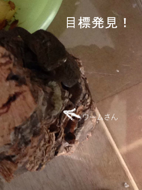 BlogPaint