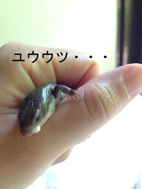 BlogPaint