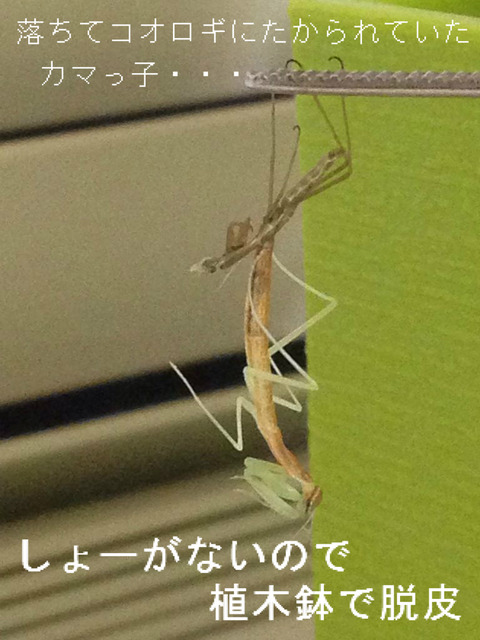BlogPaint