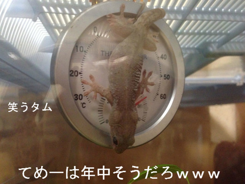 BlogPaint
