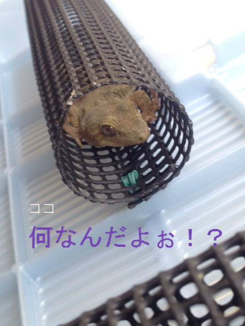 BlogPaint