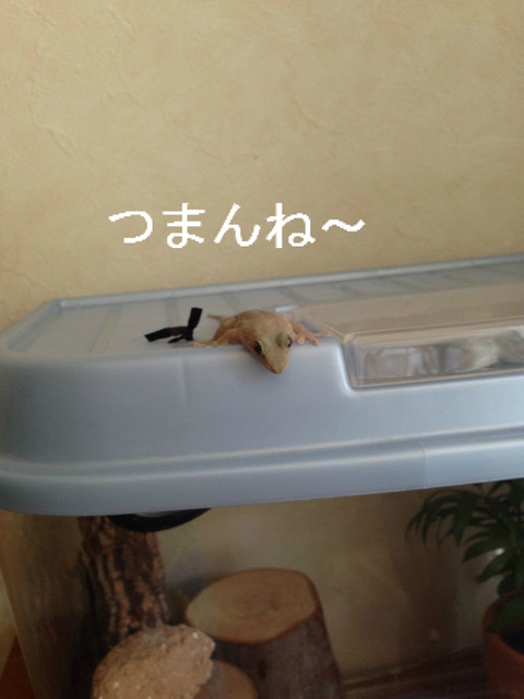 BlogPaint