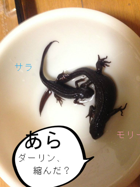 BlogPaint