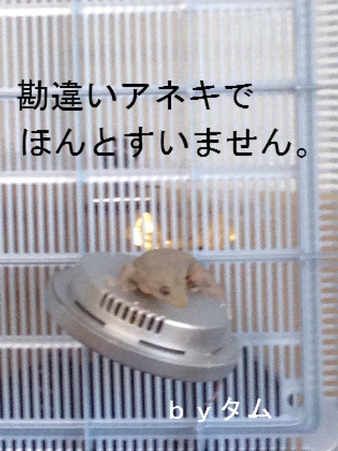 BlogPaint