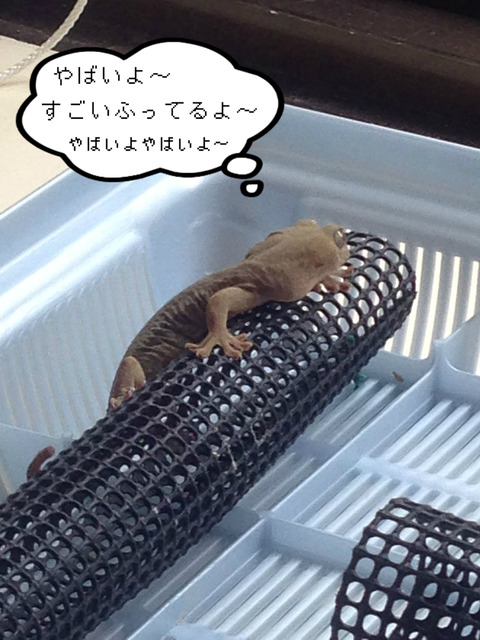BlogPaint