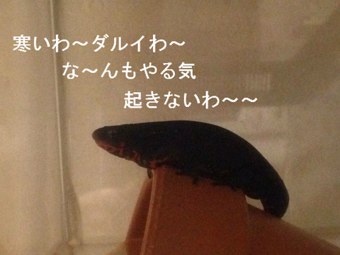 BlogPaint