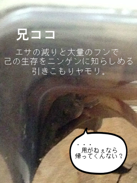 BlogPaint
