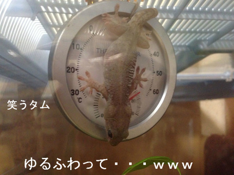 BlogPaint