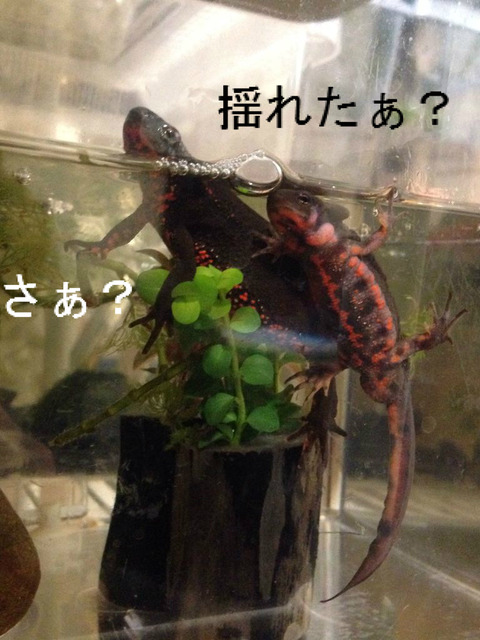 BlogPaint