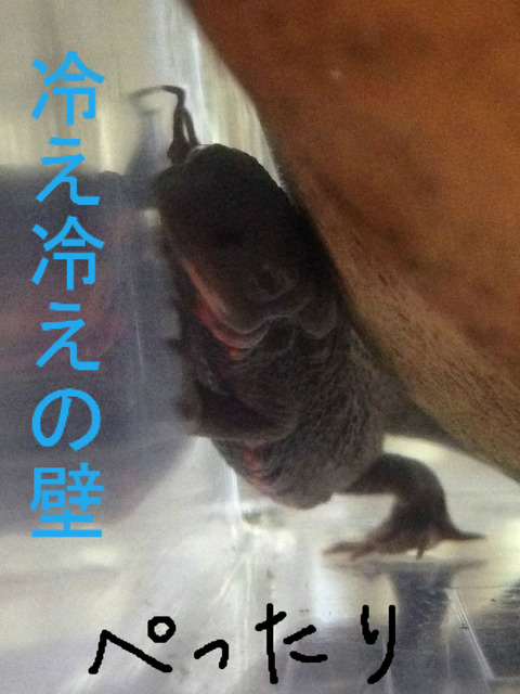 BlogPaint