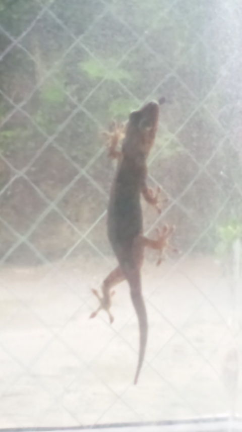 リコ大人5