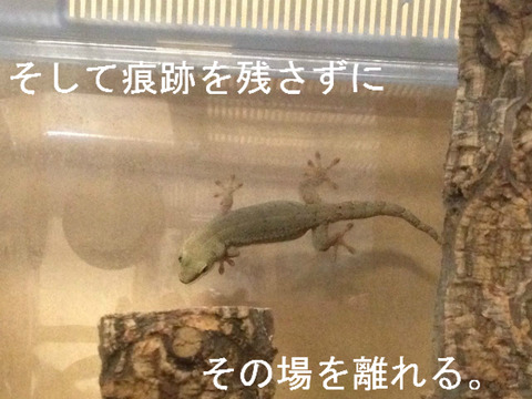BlogPaint