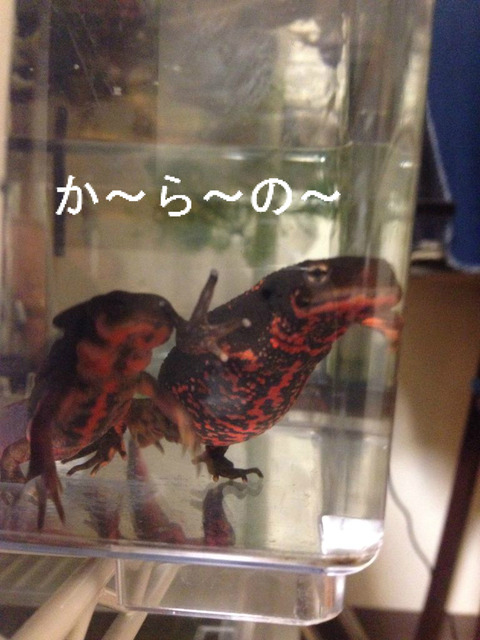 BlogPaint