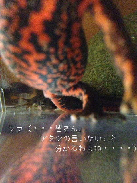 BlogPaint
