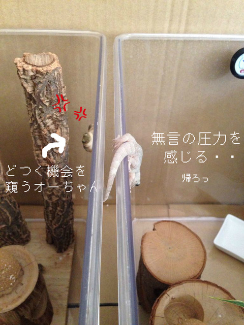 BlogPaint