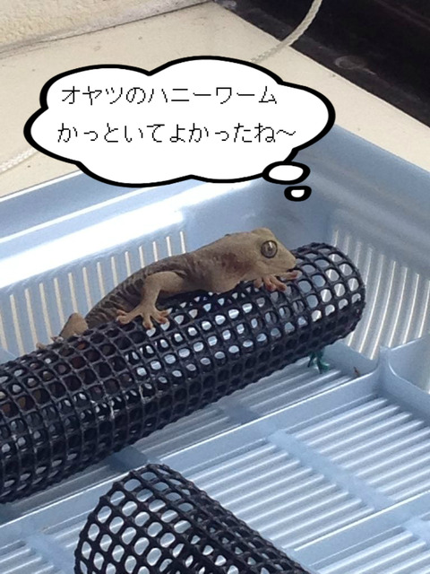 BlogPaint