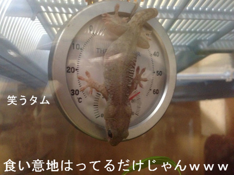 BlogPaint