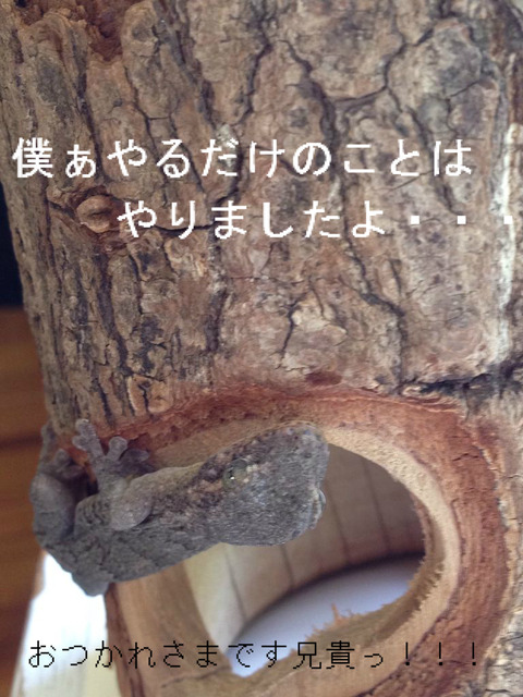 BlogPaint