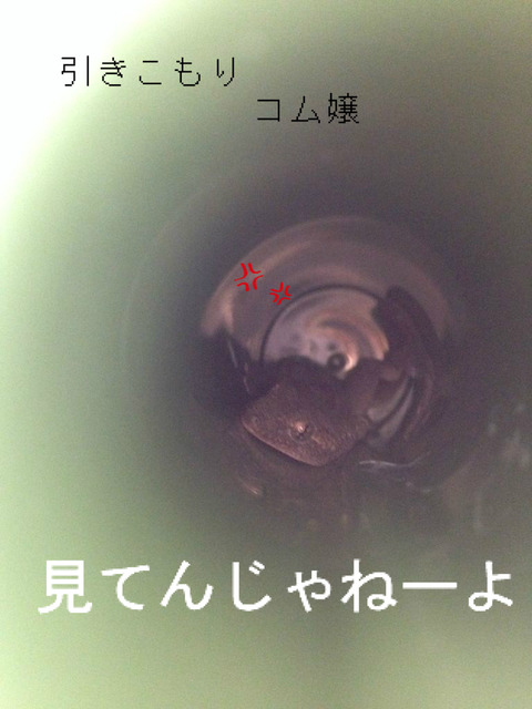 BlogPaint
