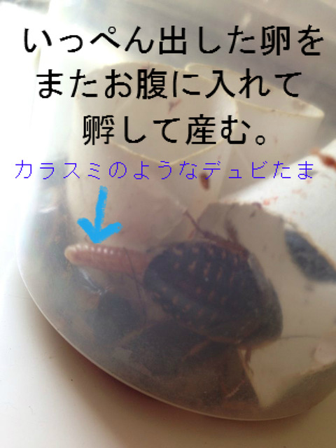 BlogPaint