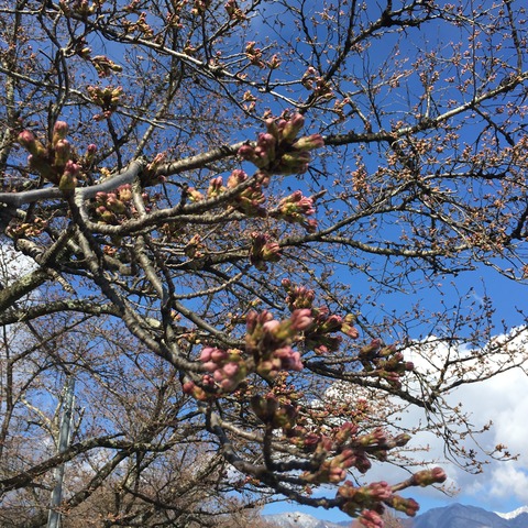 4月1日片桐松川
