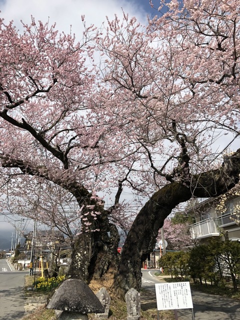 原田の桜 0408