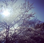 sakura