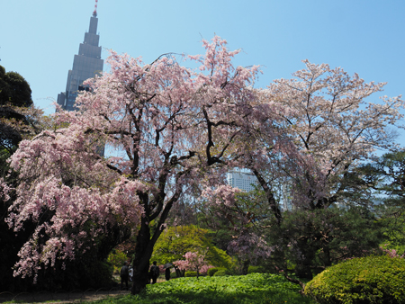 枝垂れ桜