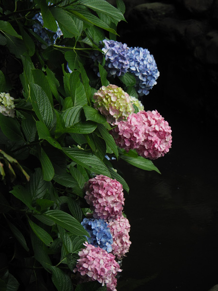紫陽花