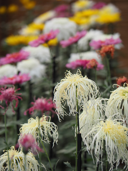 菊