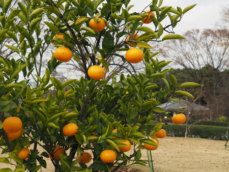 みかん