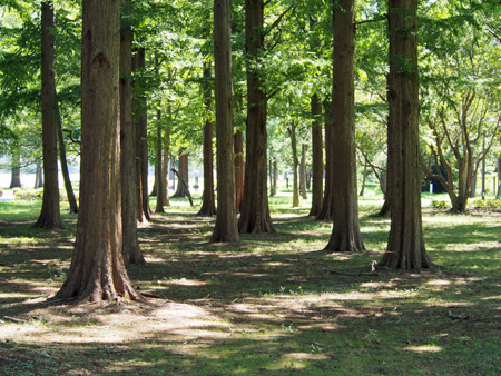 水元公園