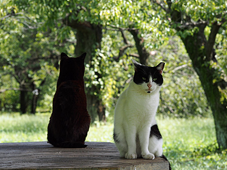 ねこ