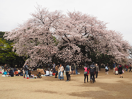 お花見