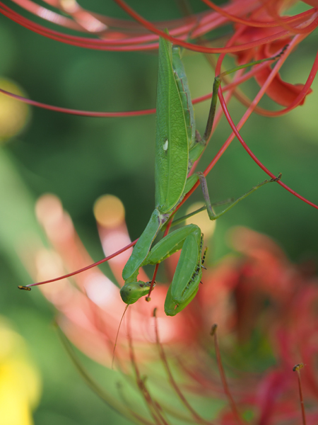 ハラビロカマキリ
