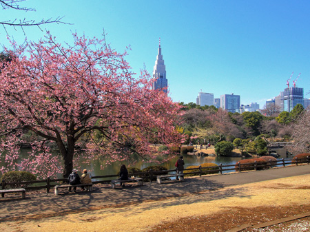 中の池のカンザクラ