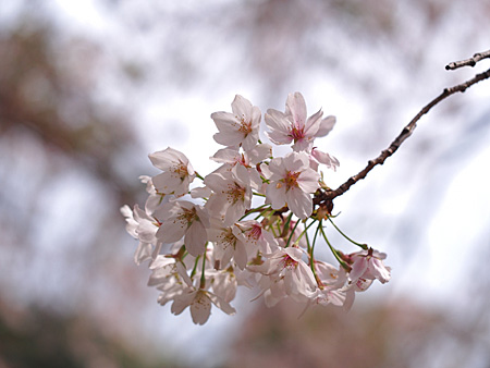 中の池の染井吉野