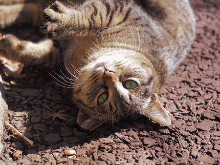 猫