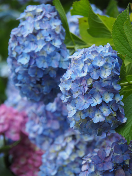 本土寺の紫陽花