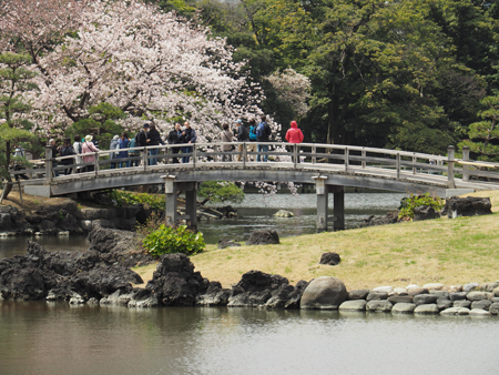 桜2
