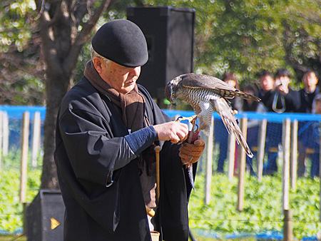 諏訪流放鷹術