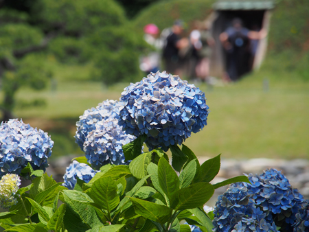紫陽花