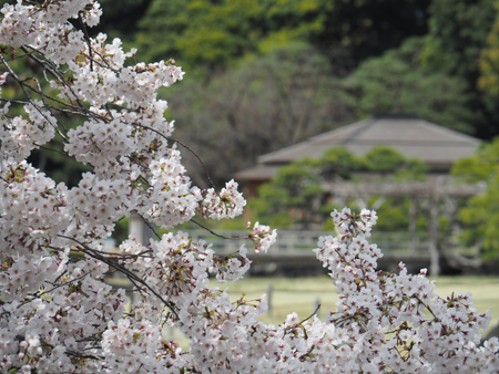 桜7